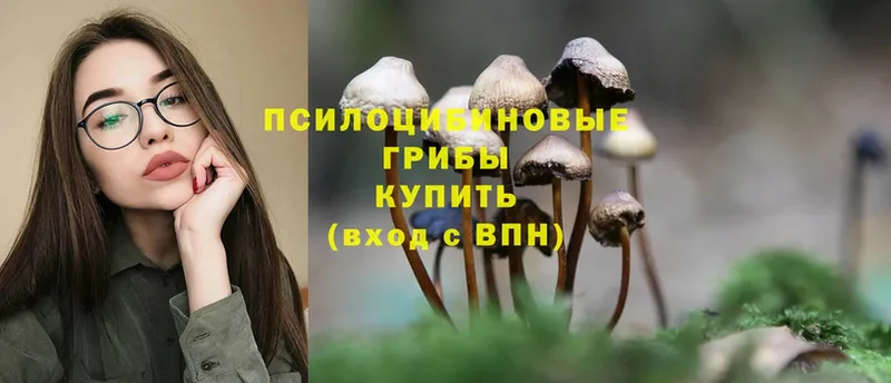 купить закладку  Уржум  Галлюциногенные грибы Psilocybe 