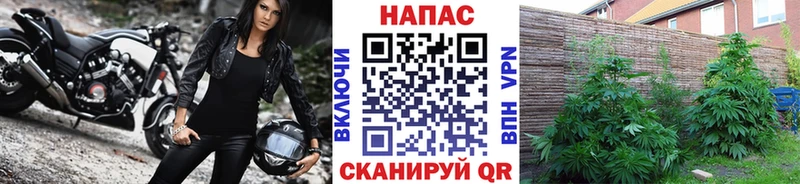 Канабис сатива  Уржум 
